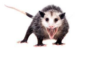 Hire A Possum Control Service Right away! – Here’s Why?