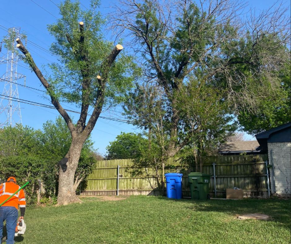 Waco tree removal services