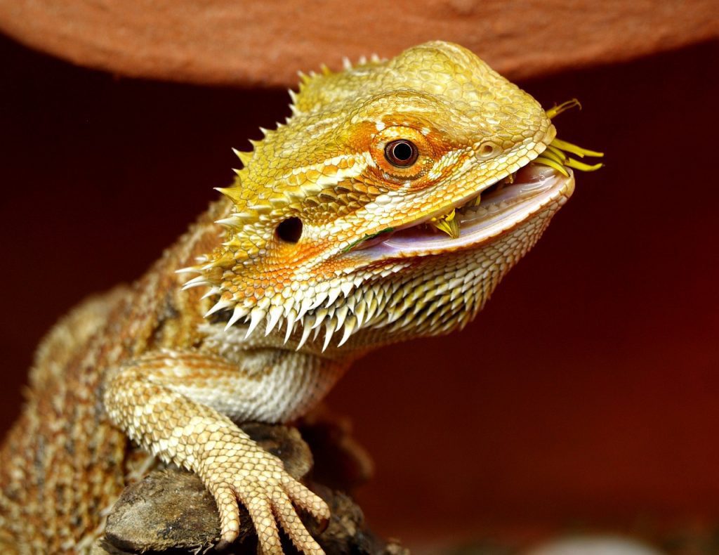 Can Bearded Dragons Eat Cucumber: Bearded Dragon Diet