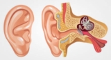 Benign Positional Vertigo Market Key Raw Materials, Price Trend and Industrial Chain Analysis by 2018